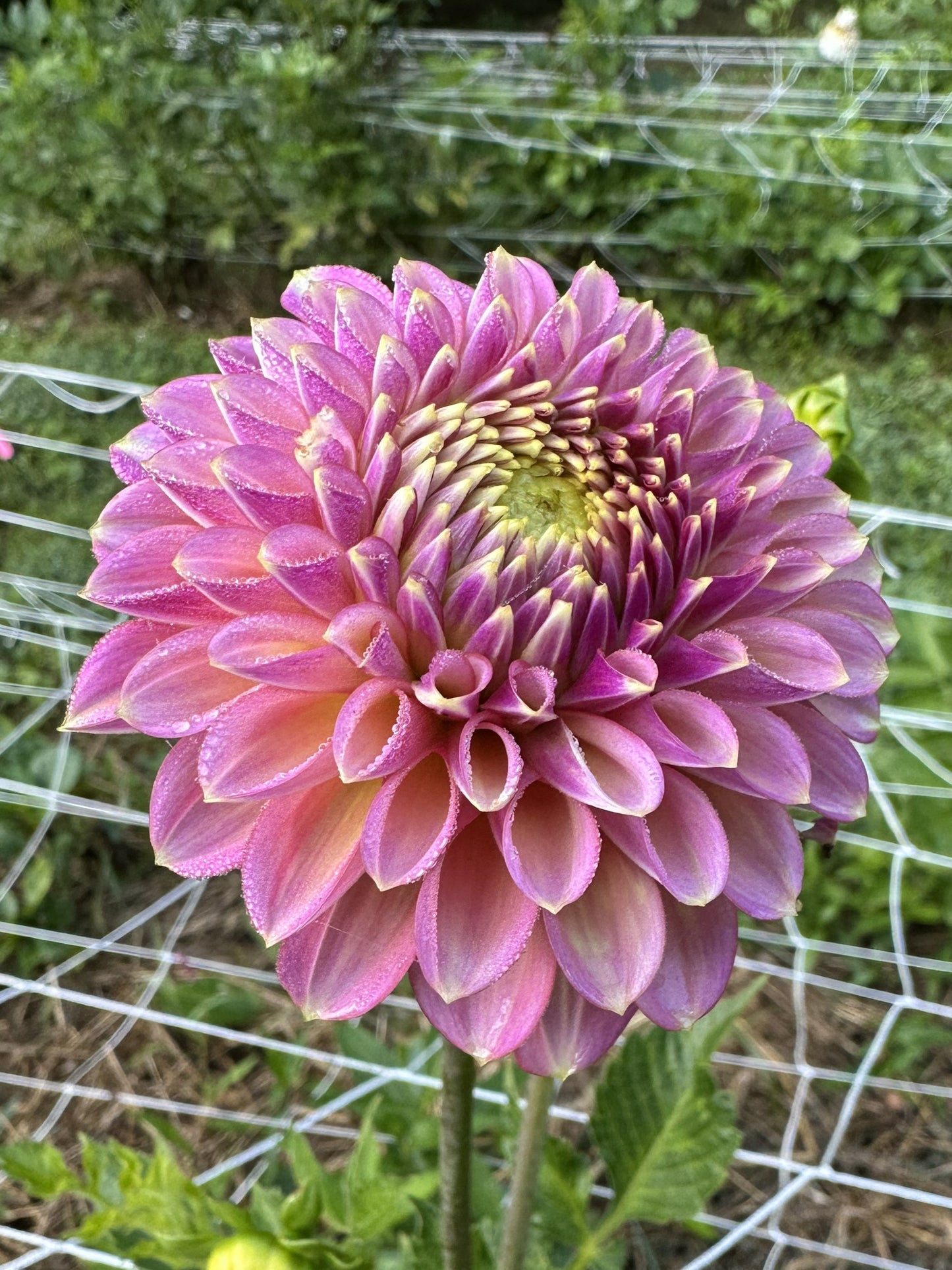 Skipley Spot of Gold