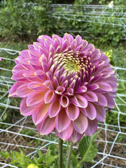 Skipley Spot of Gold