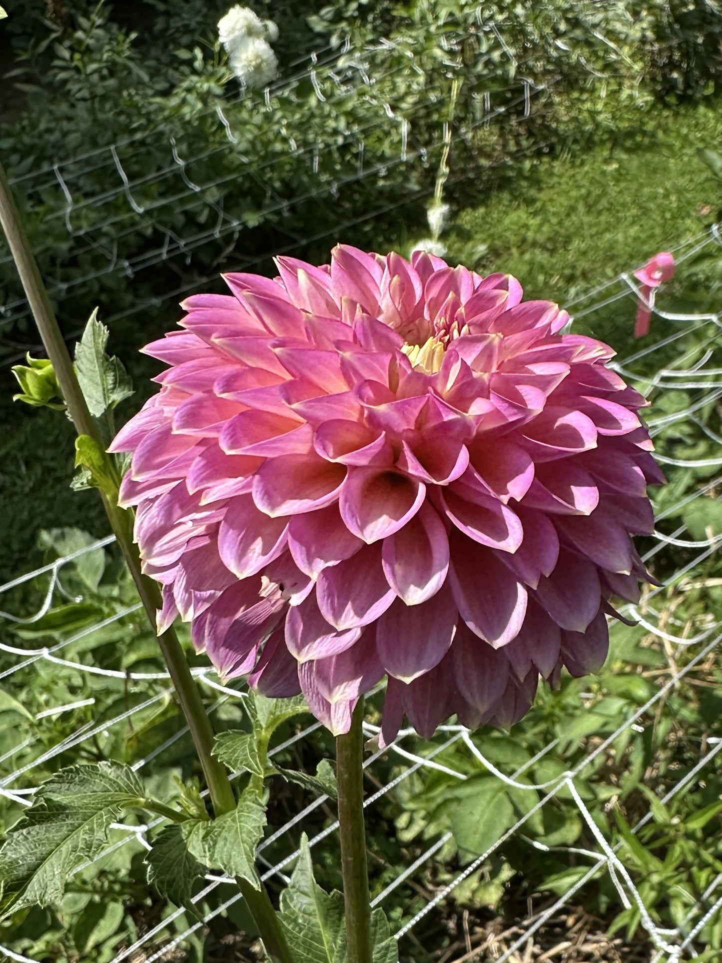 Skipley Spot of Gold