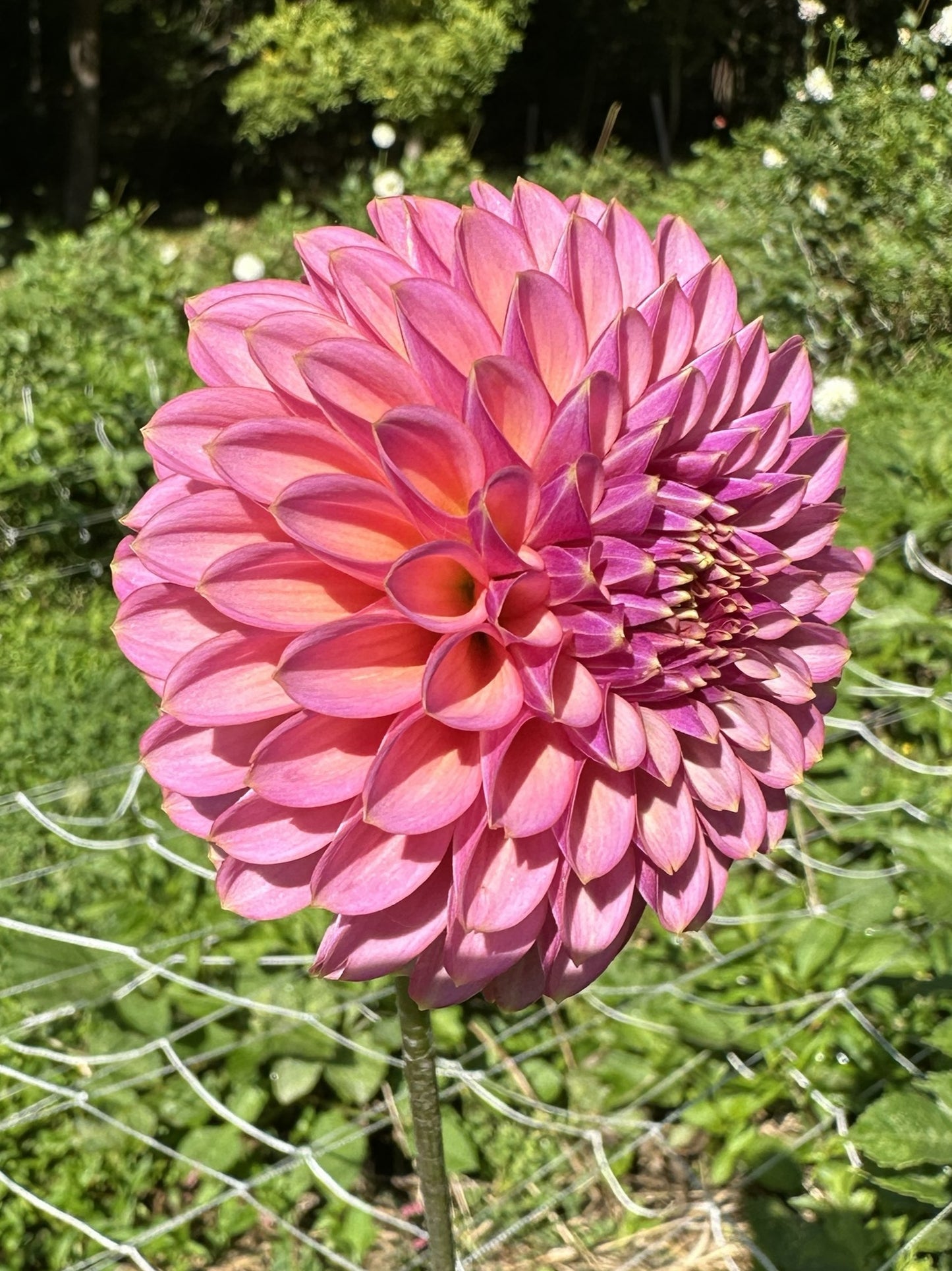 Skipley Spot of Gold