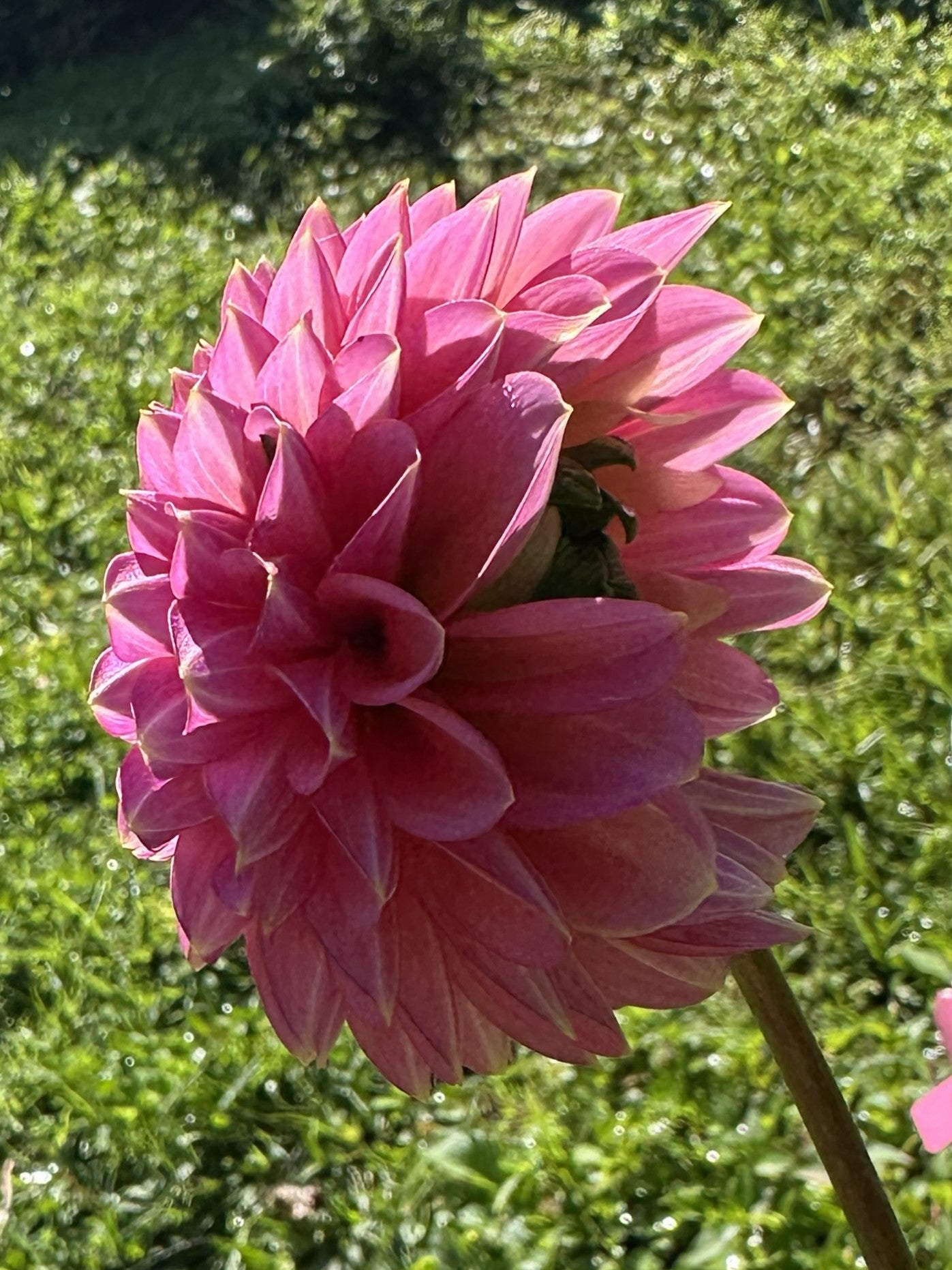 Skipley Spot of Gold