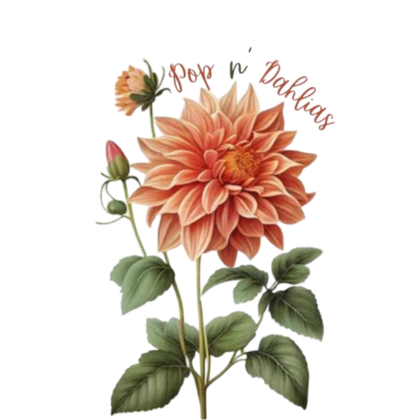 Hearts Poppin Dahlia Farm